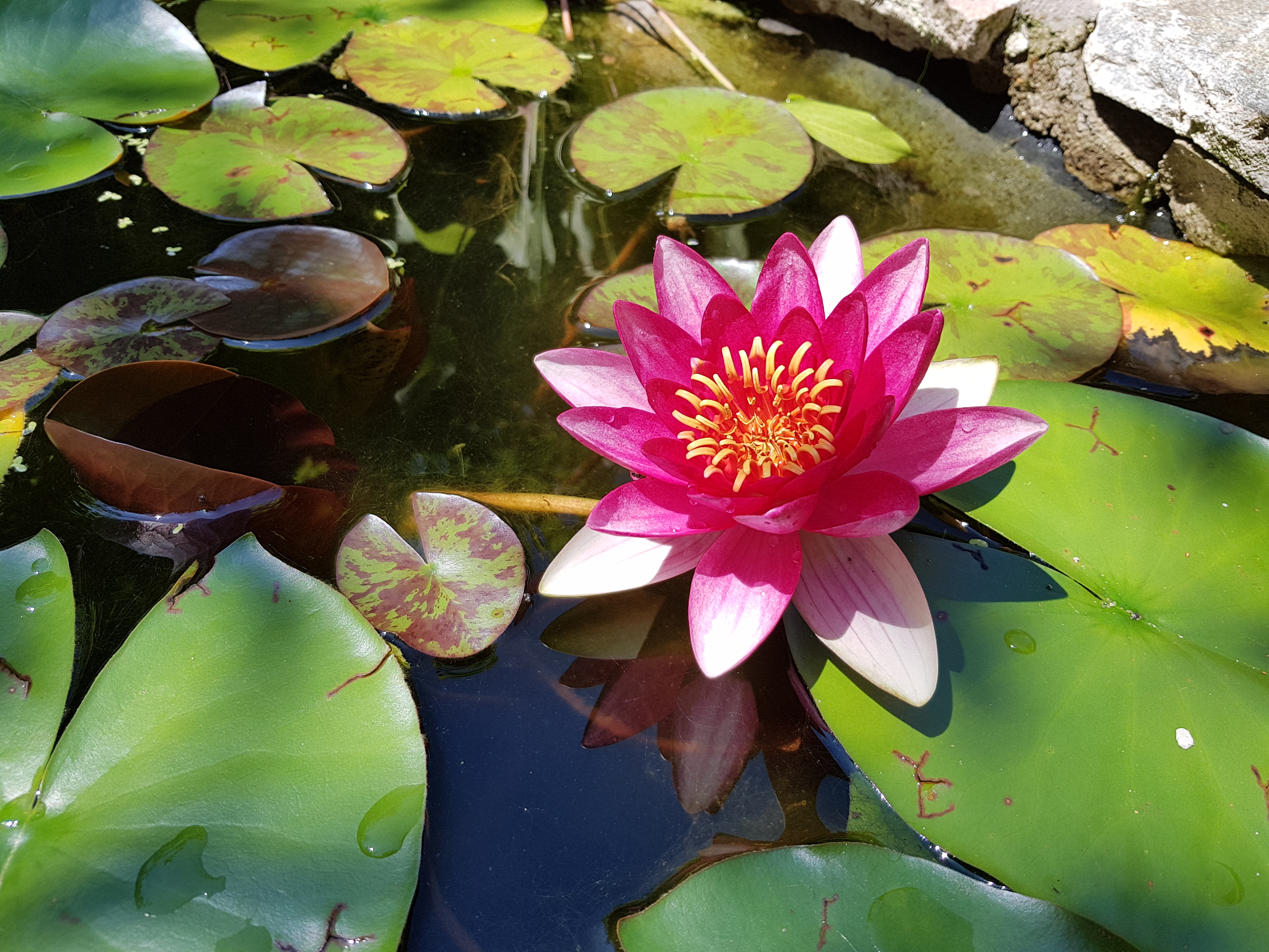 yoga - ...aus der Dunkelheit ins Licht...aus der Schwere in die Leichtigkeit...aus der Enge in die Weite...aus dem Leiden in die Freude - Ananda Oedipe satyam Yoga Zentrum