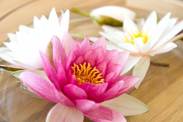 Yoga - https://scontent.xx.fbcdn.net/hphotos-xft1/t31.0-8/s720x720/11699012_995364260514020_4184686884207230537_o.jpg - Ashtanga Yoga Frankfurt