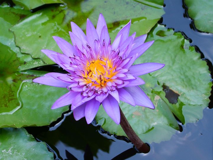 Yoga - https://scontent.xx.fbcdn.net/hphotos-xap1/t31.0-0/p180x540/12186434_1499654683696951_4871251258785255813_o.jpg - Raum für Yoga und Gesundheit