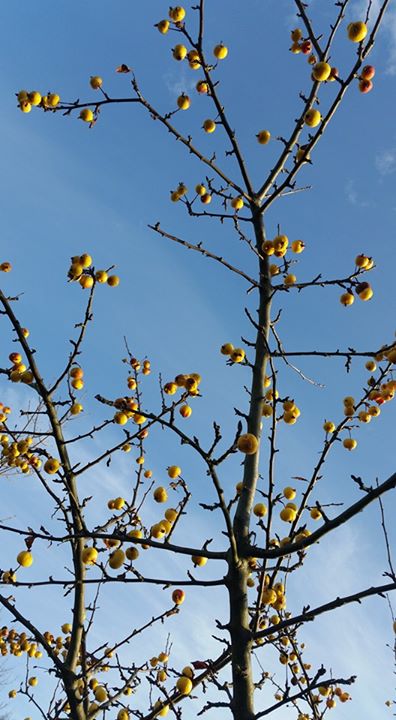 yoga - https://scontent.xx.fbcdn.net/hphotos-xta1/v/t1.0-9/s720x720/12208708_1163319923695685_4257060168290967423_n.jpg?oh=52b9bc5ba4865b73a1440afc0b05a99f&oe=575C49B4 - Yosh Yogaschule Salzgitter