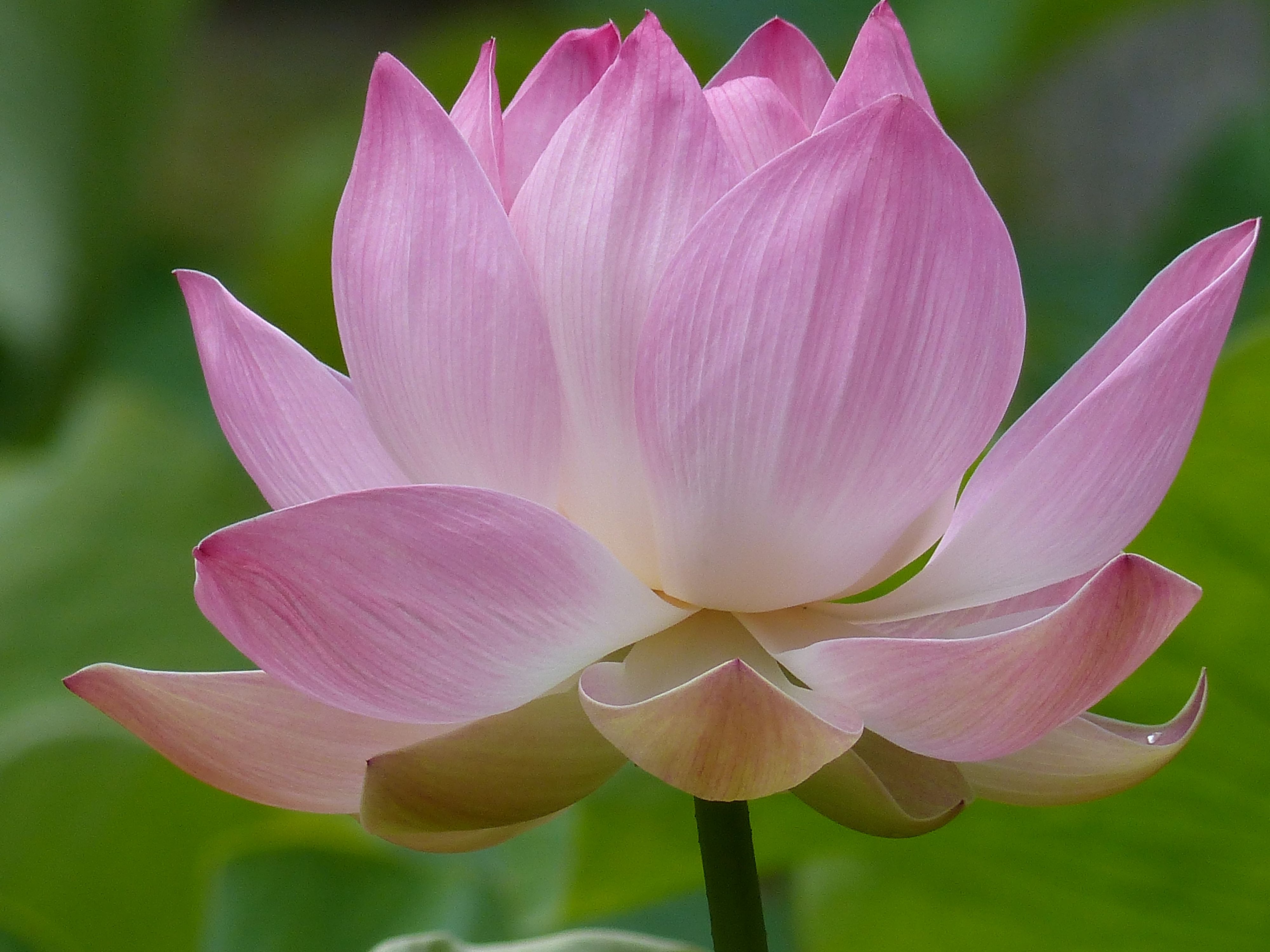 yoga - offene Lotusblüte - Dr.Brigitte Schwalbe Yogahaus Dreilinden Kleinmachnow liberayo