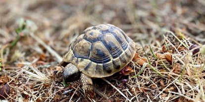 Yogakurs - Überall findet man Landschildkröten - Segeln und Yoga Retreat Kroatien 2022
