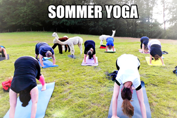Yogaevent: Alpakas mögen Yoga und sind immer neugierig , was du machst.. - Yoga in der Natur , Outdoor Yoga