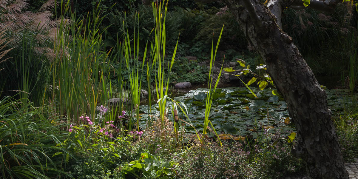 Yoga: Gartenteich - Yoasis