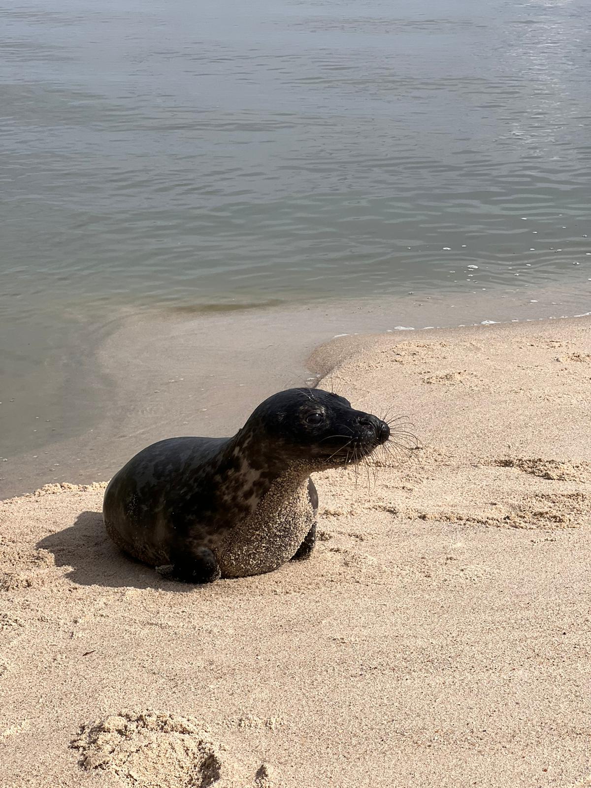 Yogaevent: ...und vielleicht sehen wir um diese Jahreszeit auch wieder unsere geliebten Seehunde... - 8 Tage Soul Time an der Nordsee - mit Yoga und Wandern im Herbst