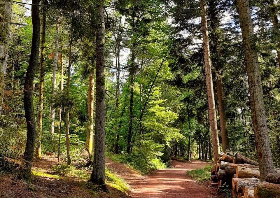 Yoga: Gehmeditation, Betrachtung, Atemachtsamkeit und stilles Sitzen in freier Natur - YogaRaum Müllheim