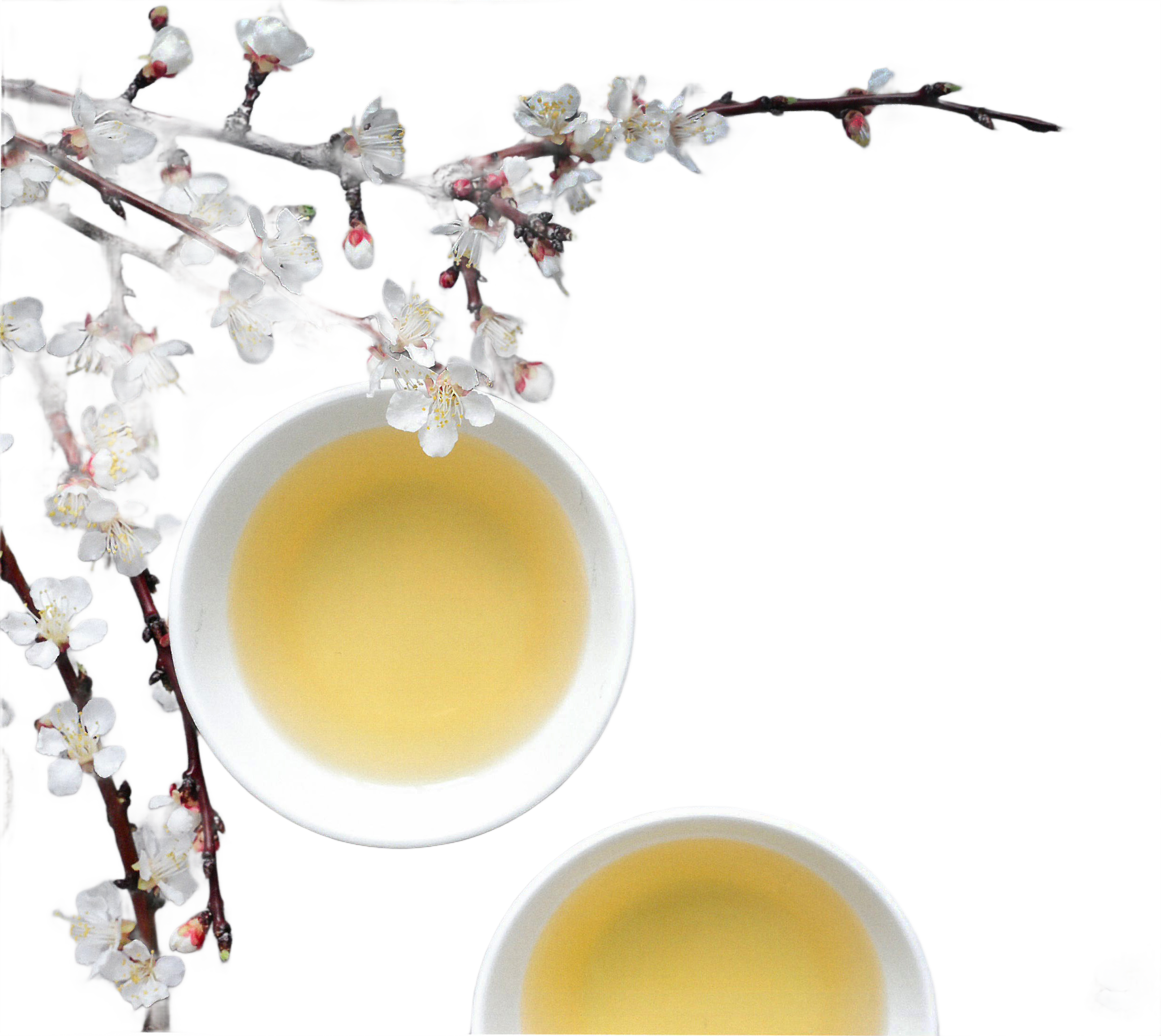 Yogaevent: Ambulante Fastenkur mit BenefitYoga® 