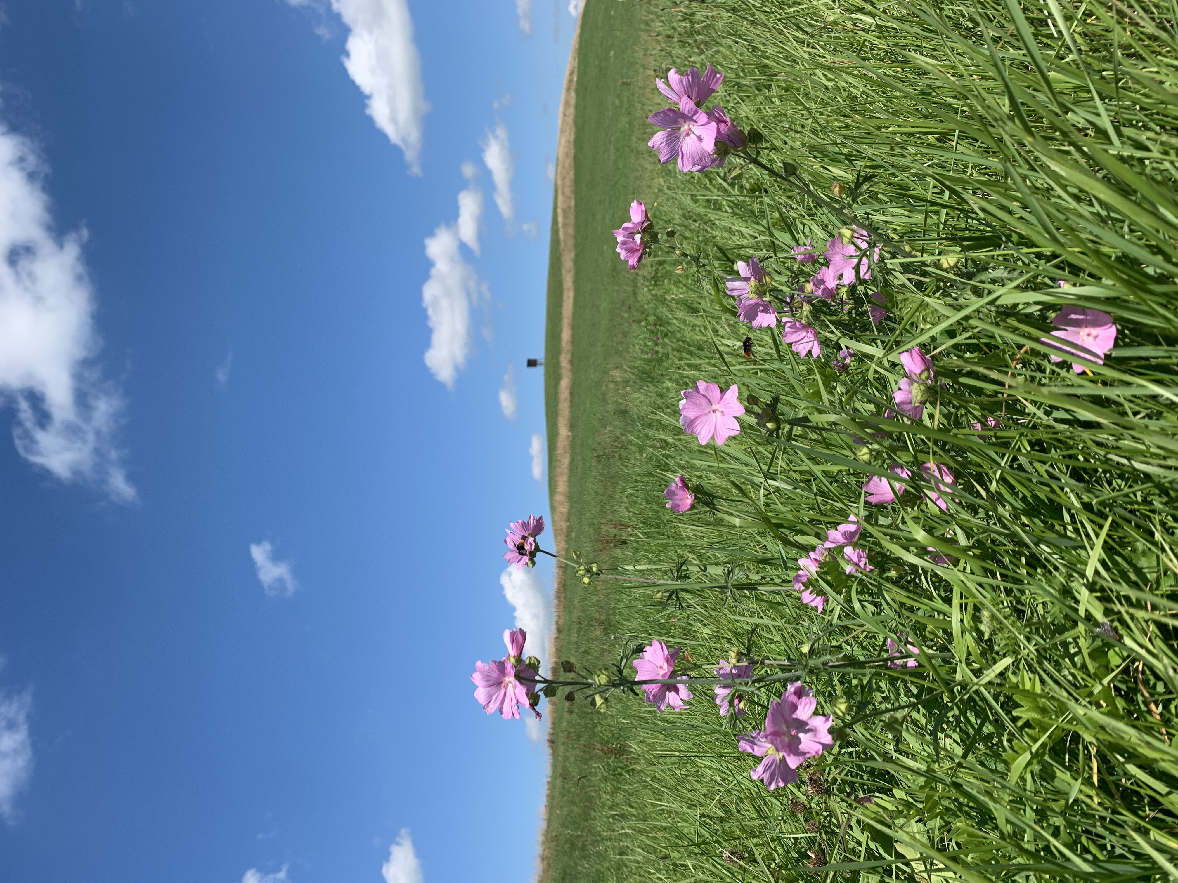 Yogalehrer Ausbildung: Sommer-Retreat im Allgäu 
Zusätzlich zum Yoga-Angebot:
Radeln/Wandern/Baden/Ausflüge/Genießen
Massage, Tennis, Lama-Tour etc. auf Anfrage - Yoga und Osteopathie Akademie