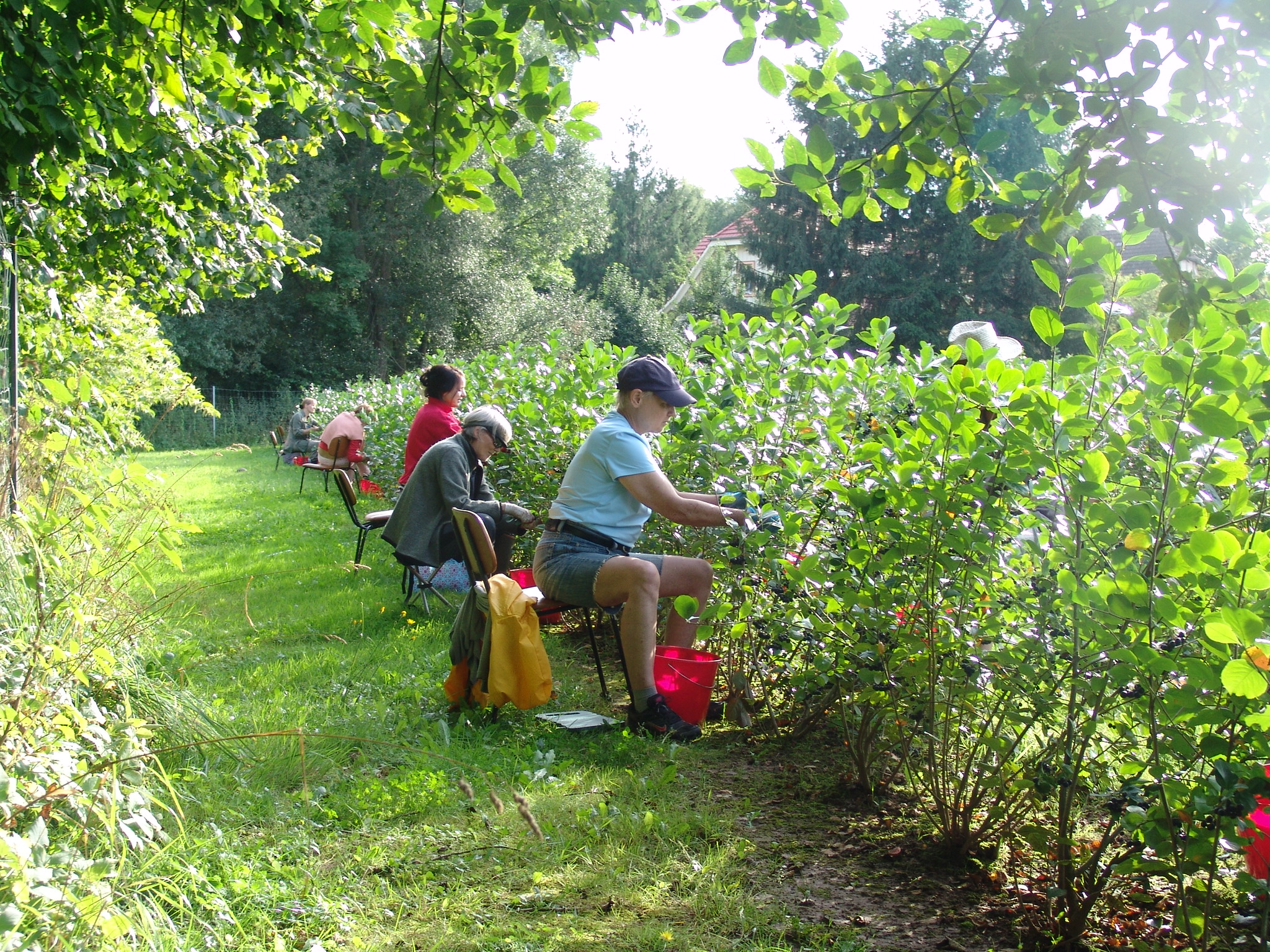 Yogaevent: Aronia-Ernte im Kloster Gerode -  Work & Study im Kloster Gerode - Aktiv, meditativ, freudig 
