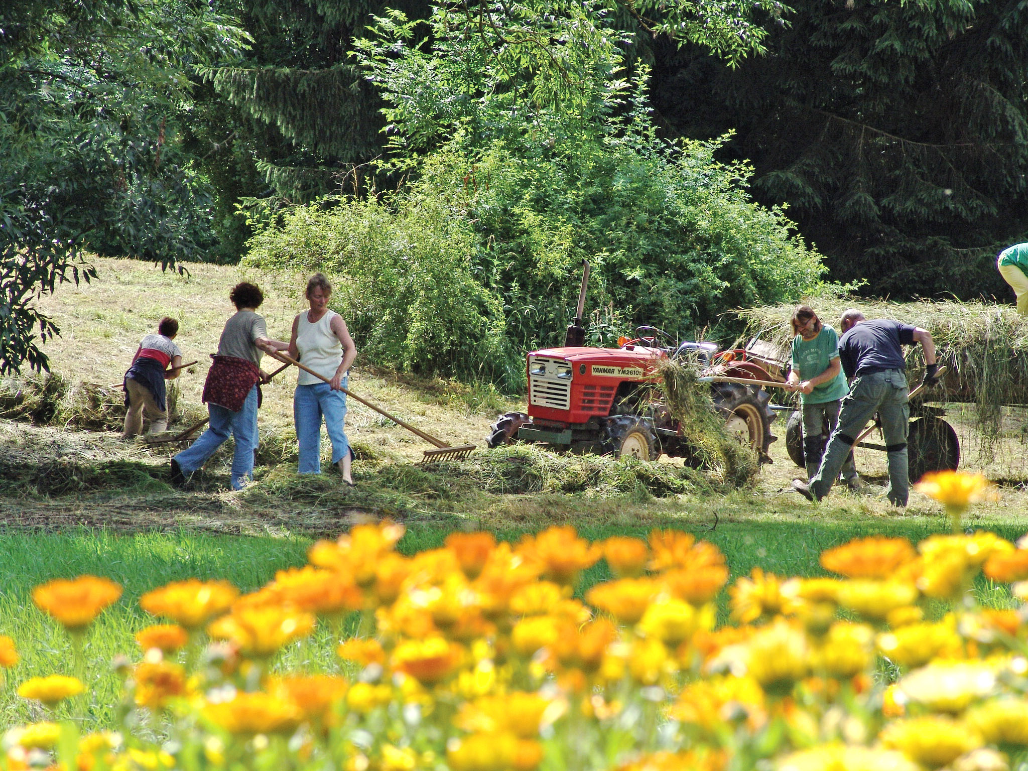 Yogaevent: Heu-Ernte im Kloster Gerode -  Work & Study im Kloster Gerode - Aktiv, meditativ, freudig 