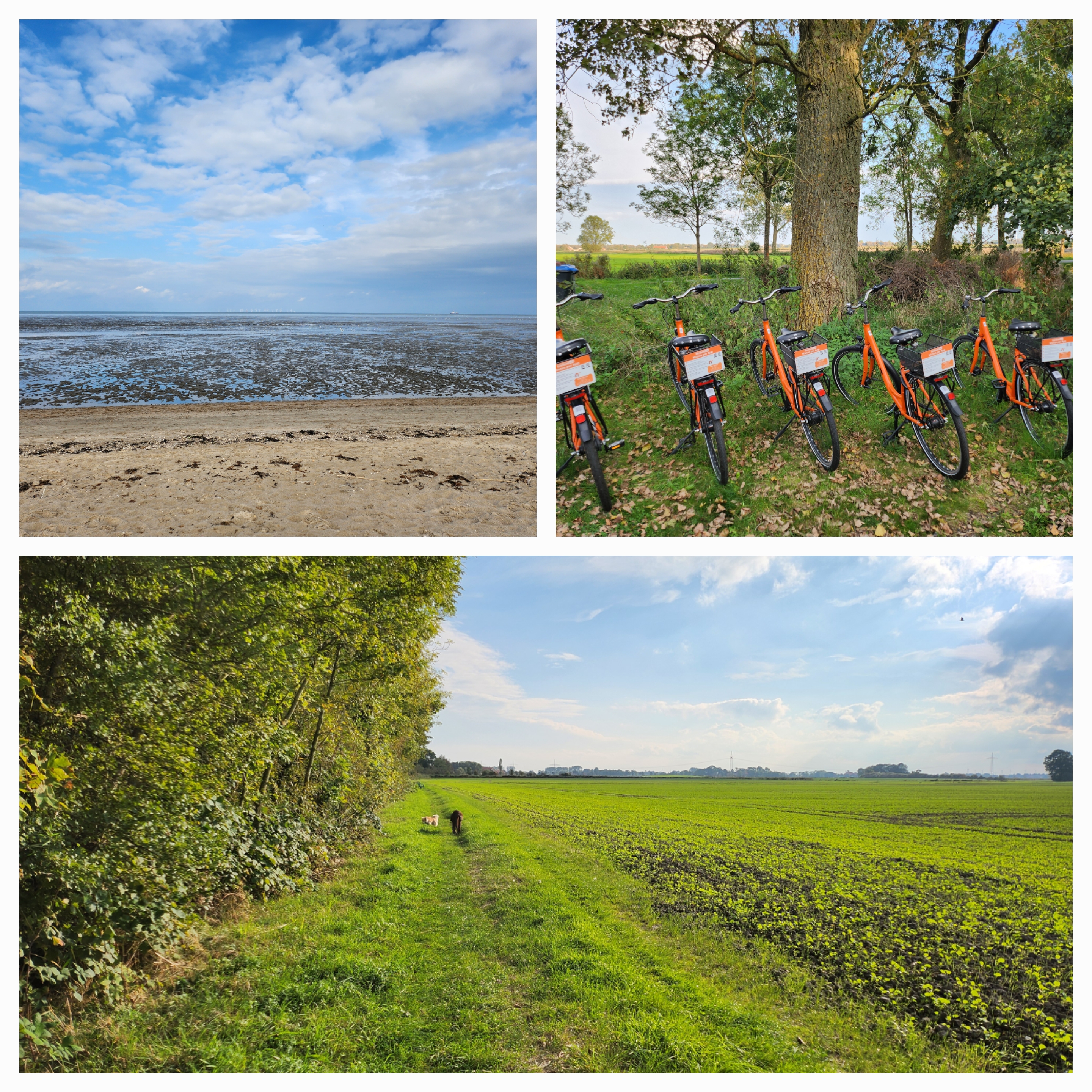 Yogalehrer Ausbildung: Fahrrad kannst du dir bei uns leihen und damit in der Pause an den Strand fahren.  - 4wöchige Intensiv Yoga-Ausbildung