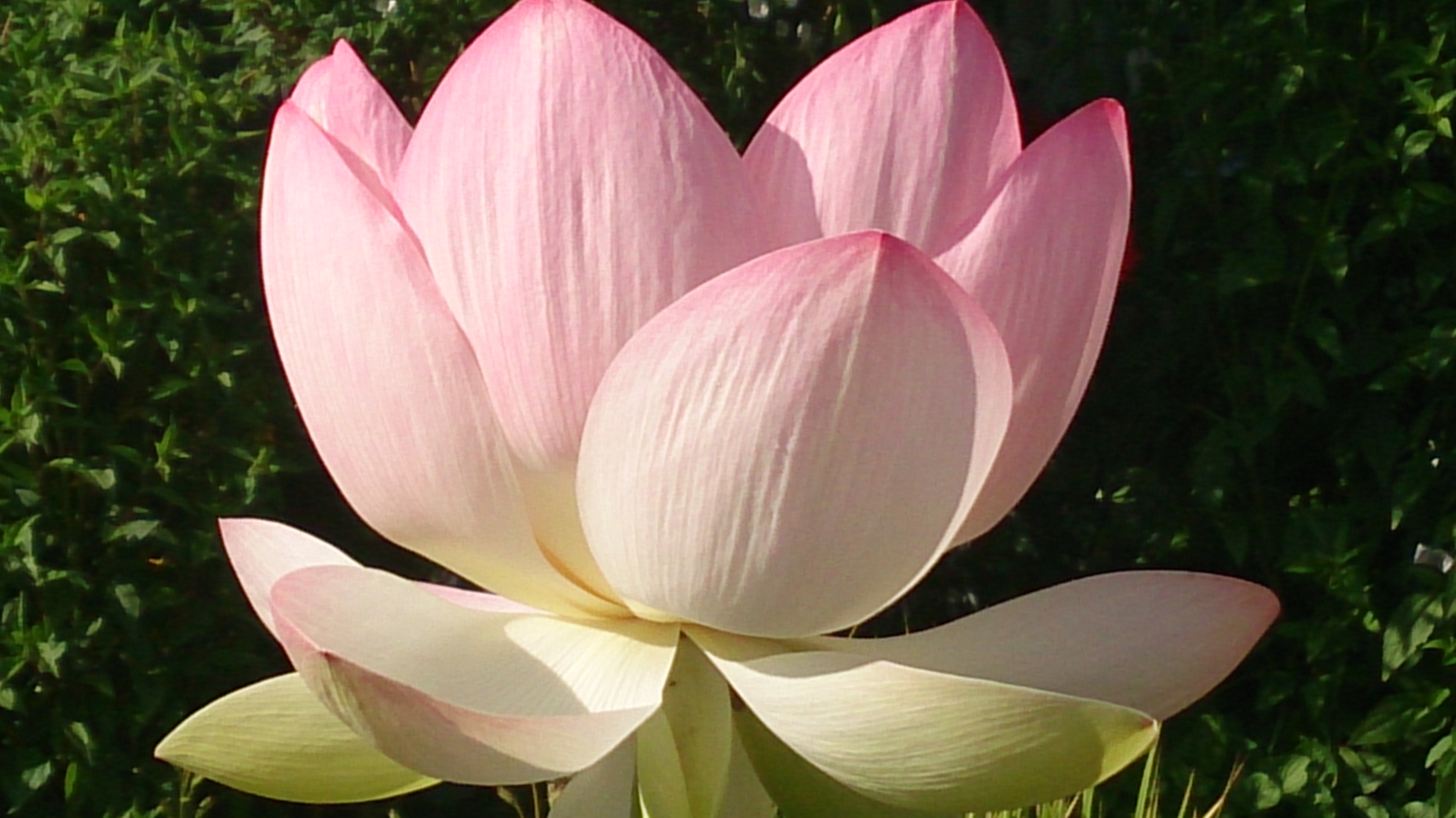 Clase de yoga - geeignet für: Anfänger - Alemania - Praxis für Yoga und Psyhotherapie