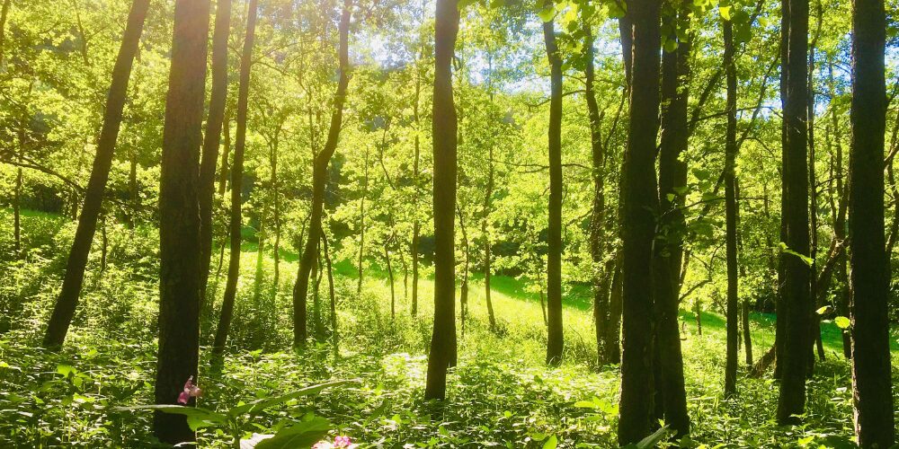 Yoga class - Hessen Nord - Wochenend-Retreat im Naturpark Kellerwald-Edersee