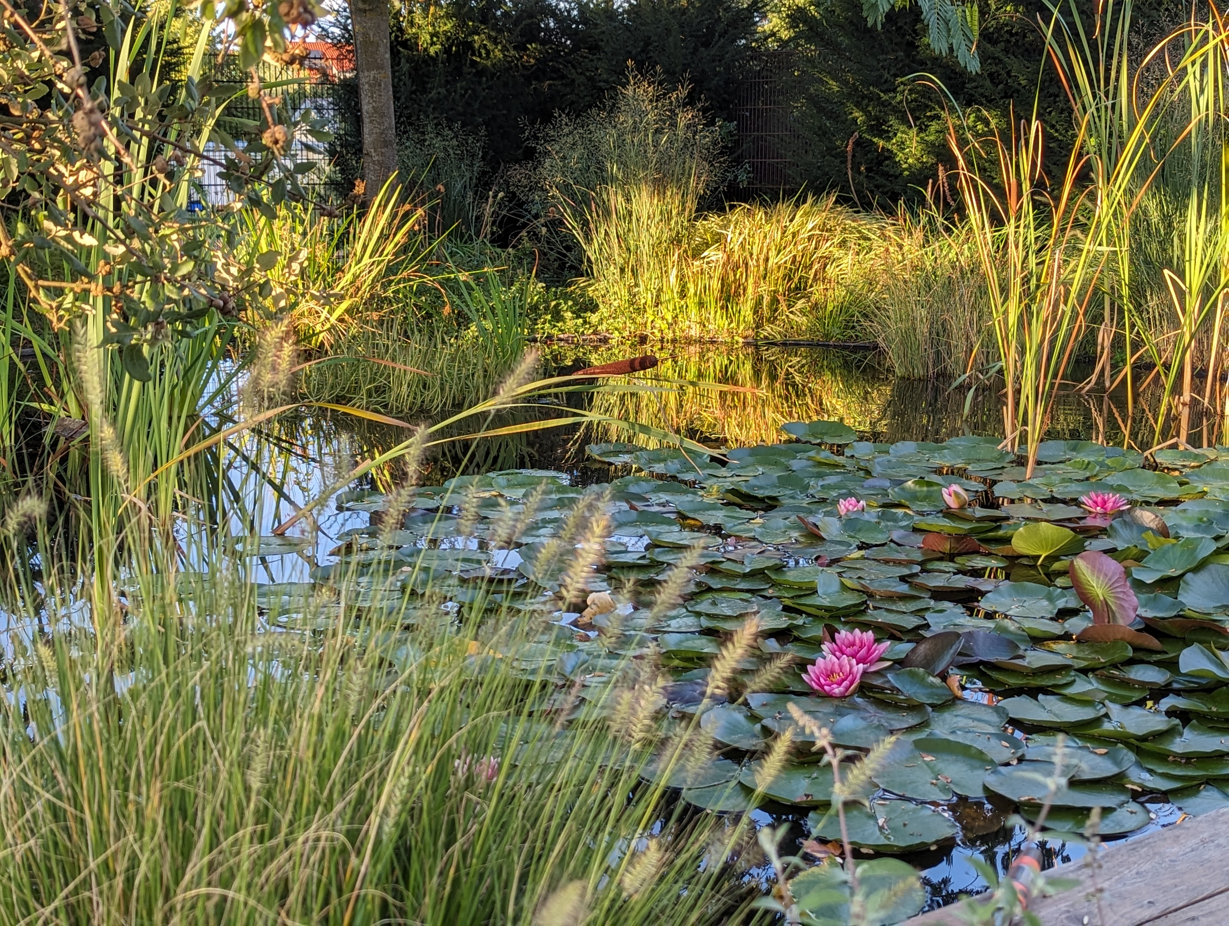 Yoga & Basenfasten in der Südpfalz - neue Balance und Leichtigkeit finden. Impressions in pictures of the rooms Natural pond in the spacious garden
