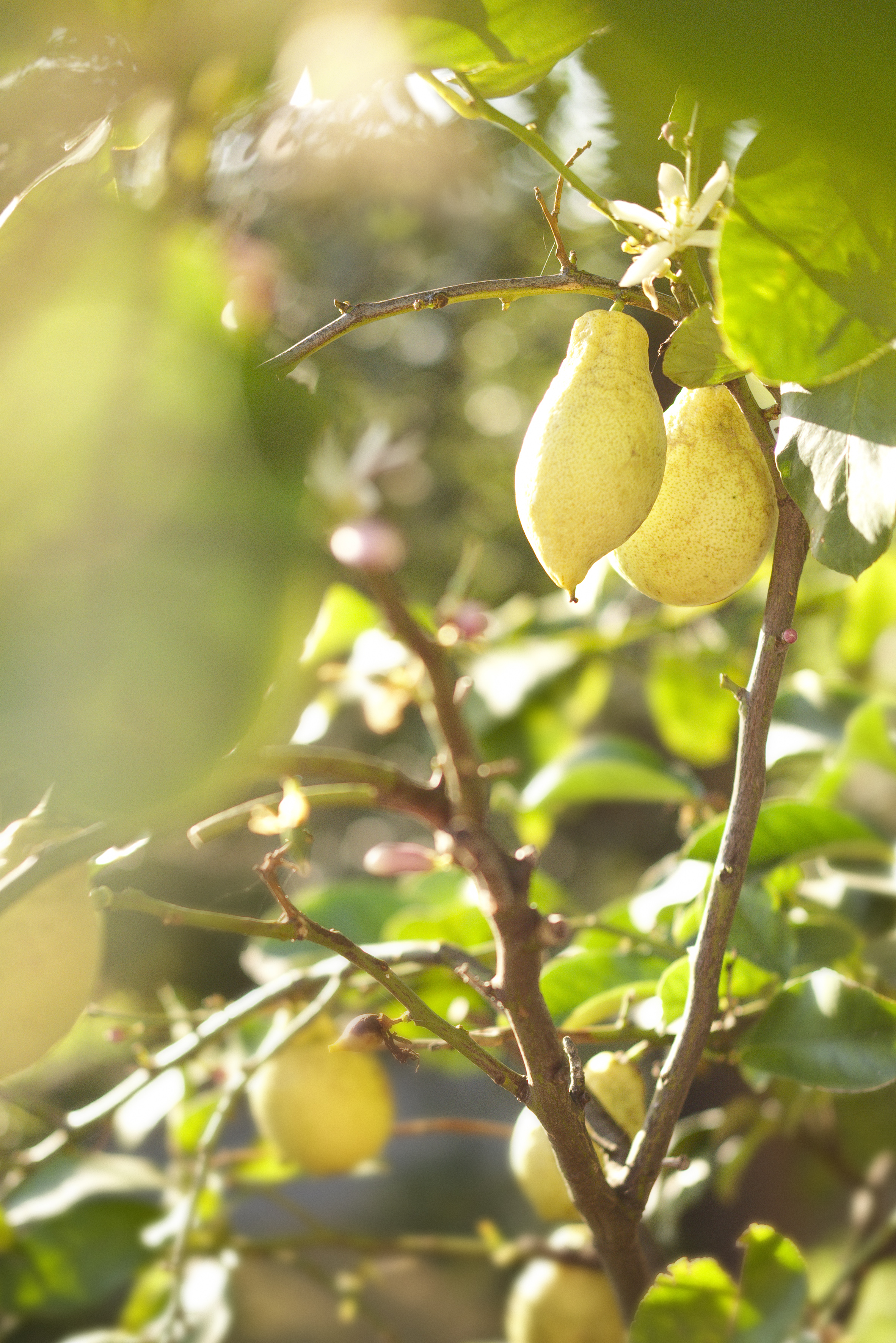 Yogaevent: Yoga unter Zitronenbäumen  - Yoga &  .... in Frankreich