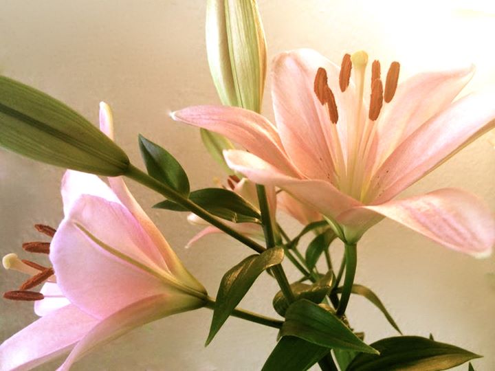 Clase de yoga - Mainz - https://scontent.xx.fbcdn.net/hphotos-xpf1/v/t1.0-0/p180x540/10422251_804485512939842_2534785166203158359_n.jpg?oh=82e308e5bba4ae0218070cdac18770ca&oe=5758C2B7 - YOGA IM ZENTRUM