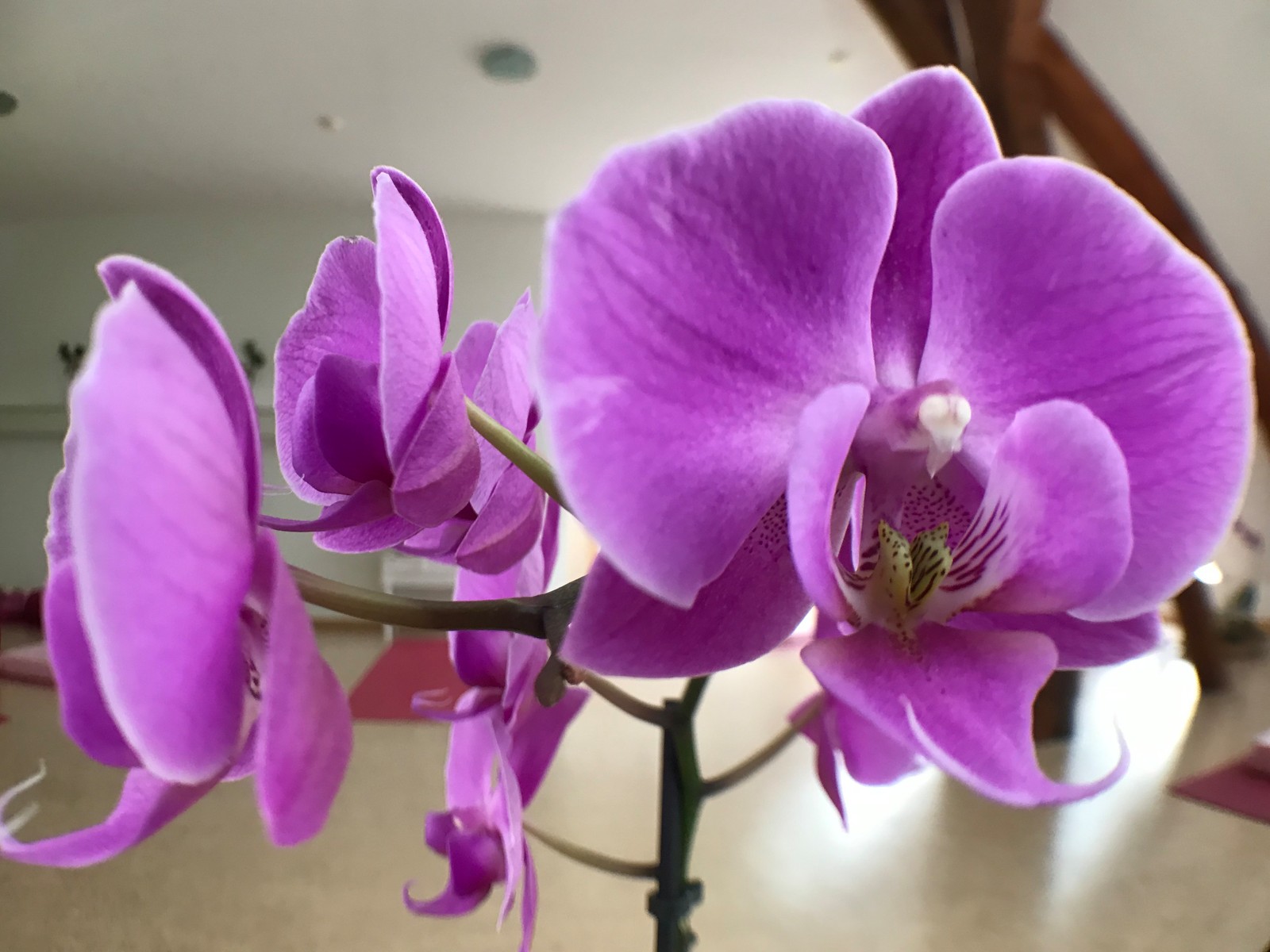 Yoga: YogaZeit Wennigsen