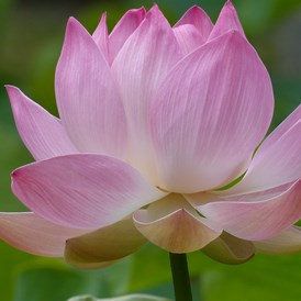 Yoga: offene Lotusblüte - Dr.Brigitte Schwalbe Yogahaus Dreilinden Kleinmachnow liberayo