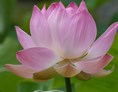 Yoga: offene Lotusblüte - Dr.Brigitte Schwalbe Yogahaus Dreilinden Kleinmachnow liberayo